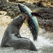 Blue Planet II: "Coasts" (S1,E6)