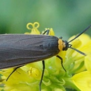 Yellow-Collared Scape Moth