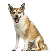 Norwegian Lundehund