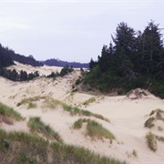 Oregon Dunes (Sand Dunes Bordered by Forest)