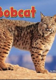Bobcat (Meish Goldish)