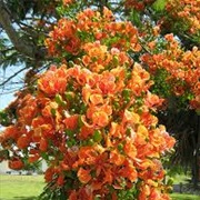 Orange Flame Tree