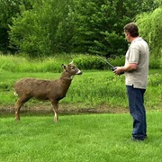 S19.E4: Robotic Hunting Decoys/Canned Tomatoes/Scoreboards/Lassos