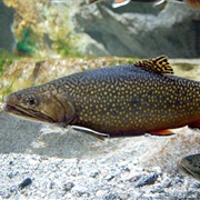 Salmerino Di Fontana