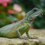 Water Dragons of Kew Gardens