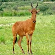 Lelwel Hartebeest