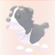 ･､ ᵇᵒʳᵈᵉʳ ᶜᵒˡˡⁱ