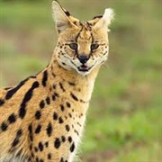 Serval Cat