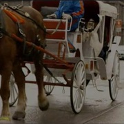 S3.E5: Horse-Drawn Carriages/Artificial Eyes/Dog Food and Cat Food/Mirrors