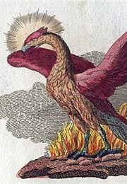 The Phoenix (Sylvia Townsend Warner)