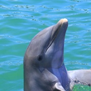 Dolphin Discovery Punta Cana