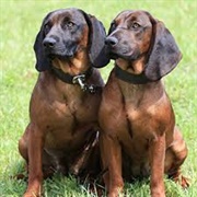 Bavarian Mountain Hound