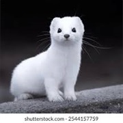 Ermine