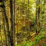 Mantaritza Biosphere Reserve, Bulgaria