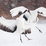 Tsurui-Ito Tancho Sanctuary