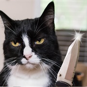You're Cat Is Holding You at Knifepoint