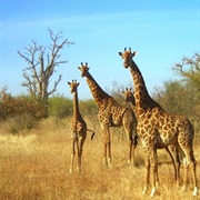 Bandia Wildlife Reserve, Senegal