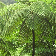 Tree Fern