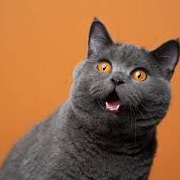 British Shorthair Cat