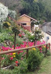 Spring Bluff: A History of Steam and Flowers (Don Talbot)