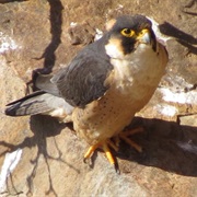 Taita Falcon