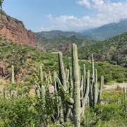 Tehuacán Cuicatlán Bio Reserve (Oaxaca Y Puebla, Mexico)