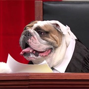 Real Animals, Fake Paws Footage