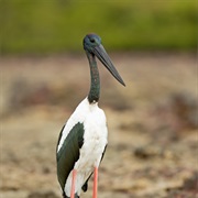 Black-Necked Stork