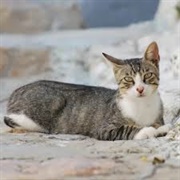 Aegean Cat