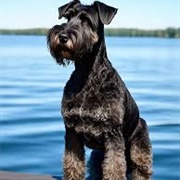 Kerry Blue Terrier