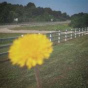 There's a River Up High - Bats