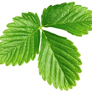 Strawberry Leaves