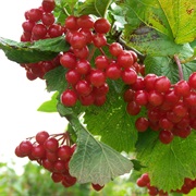 Kalyna (Viburnum/ Snowball Tree)