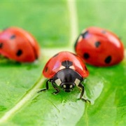 Catch Ladybugs