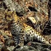 Kedrovaya Pad Nature Reserve, Russia