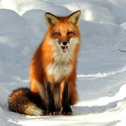 American Red Fox