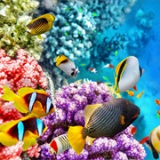 Great Barrier Reef, Queensland, Australia