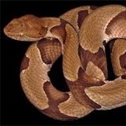 Copperhead
