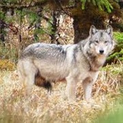 Kenai Peninsula Wolf