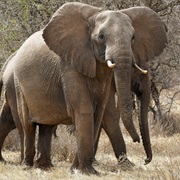 Tsavo West National Park, Kenya