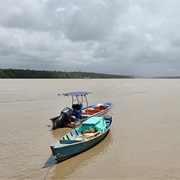 Mahury River, French Guiana