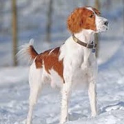 Irish Red and White Setter