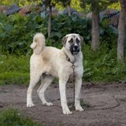 Kangal Dog