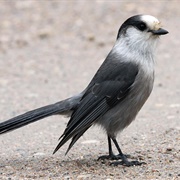 Canada Jay