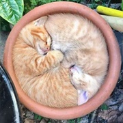 Purrfect Fit
