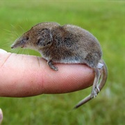 American Pygmy Shrew