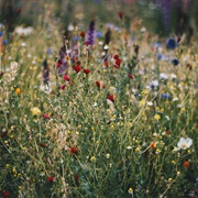 Picked Wildflowers