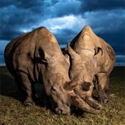 Northern White Rhino