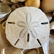 Sand Dollars
