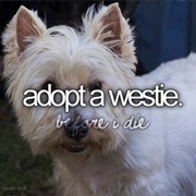 Adopt a Westie